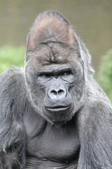strong Silverback gorilla portrait in natural habitat