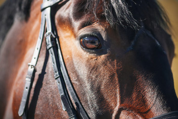 The sunlit muzzle of a Bay horse wearing a bridle, with a dark fluffy mane and a beautiful eye close-up.
