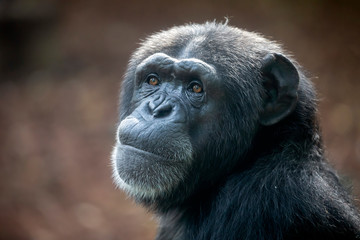 A Chimpanzee animal close up