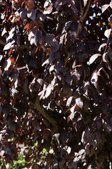 tree purple leaves