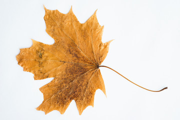 Dried dry maple leaves on white background.