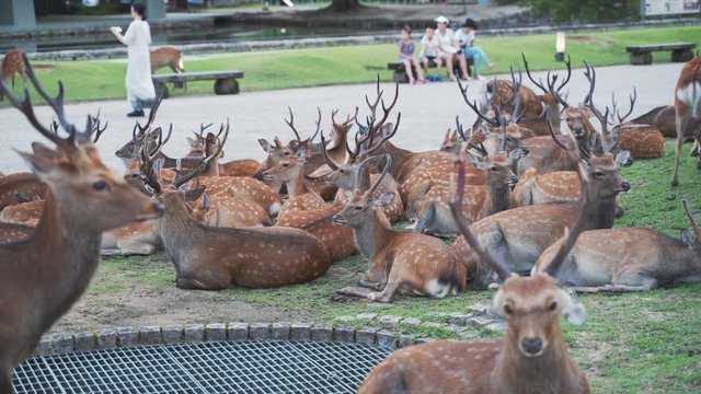 見渡す限り鹿だらけ。涼を求める「鹿だまり」夏の奈良公園、奈良県