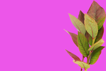 blueberry leaves isolated on pink background