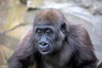 Young female gorilla monkey,  close up
