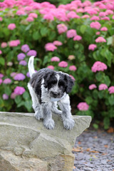 funny cute fluffy dog outdoors