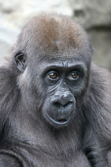 Young female gorilla monkey,  close up