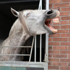 Close view portrait of funny snickering horse