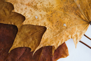 Dried dry maple leaves on white background.