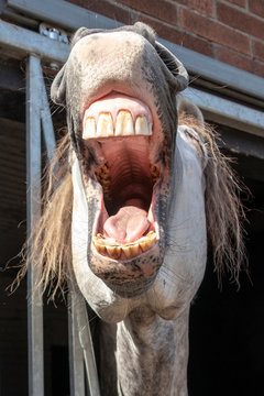 Close view portrait of funny snickering horse