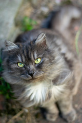 Gray fluffy cat with a menacing look 2