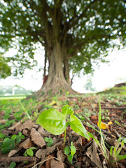 tree in the garden