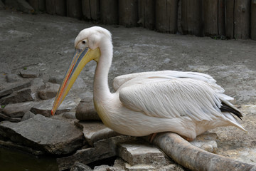 pelican on the beach