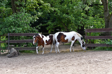 two hors in the park