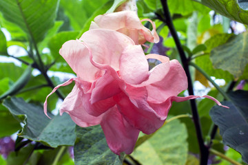pink rose in the garden