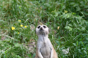 meerkat suricata suricatta