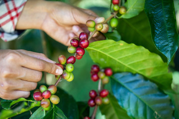 Coffee beans in northern Thailand. Coffee beans that are cooked on the coffee tree. The hands of farmers are choosing to collect quality seeds. Another way before becoming a fragrant coffee.