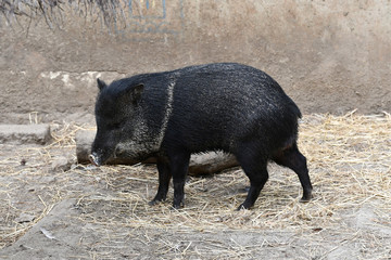 wild boar in the forest
