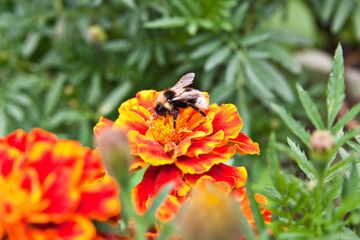 A bumblebee on a red flower Tageteson nature