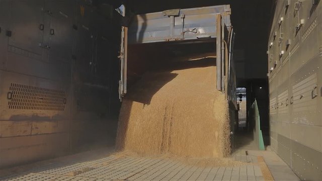 Unloading wheat from a truck. Unloading wheat to the warehouse slowmotion. Grain unloading