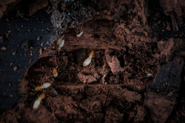 Close up termites or white ants