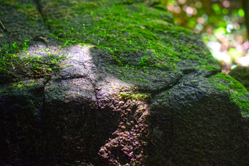  Green moss Born on a rock Is a group of single-celled algae or other algae combined When there is a lot, it will cause dirt. And create fibers Like to occur in humid places