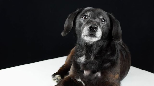 Black dachshund lies on a white table on a black background and barks at the camera