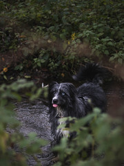 Obraz premium dog waitingf