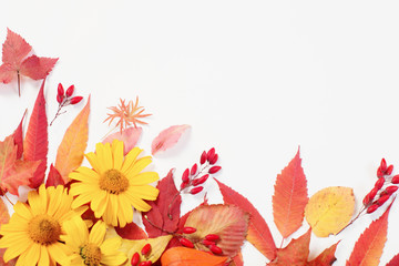 autumn leaves and flowers on white background