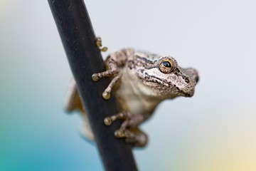 カエル