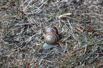 snail on a green leaf