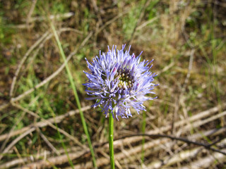 Flower in a pine forest