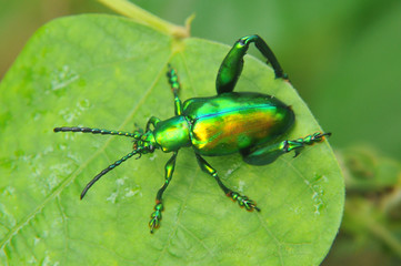 Macro photography