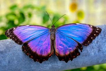 Naklejka premium Blue Morpho, Morpho peleides, big butterfly sitting on green leaves, beautiful insect in the nature habitat