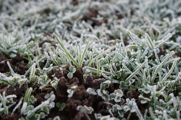 Gefrorenes Gras mit Erde