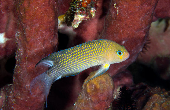 Longfin dotyback, Pseudochromis polynemus, Sulawesi Indonesia.