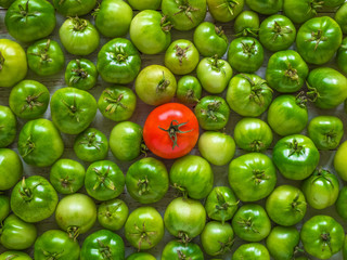 One red tomato among many green unripe ones.