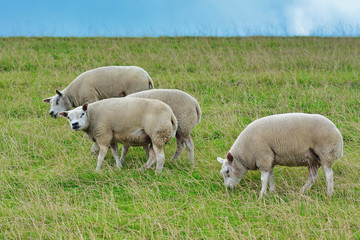 Naklejka na ściany i meble Dijkmanshuizen, Holland / North Netherlands - August 2019: Texel sheeps, sheep from the Texel island in the Netherlands grazing on dike