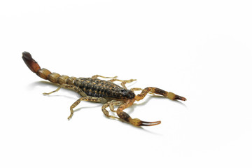 Small Scorpion on white background, poisonous sting at the end of its jointed tail, which it can hold curved over the back. Most kinds live in tropical and subtropical areas.