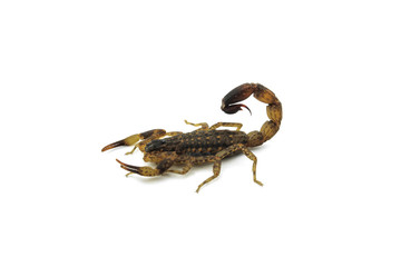 Small Scorpion on white background, poisonous sting at the end of its jointed tail, which it can hold curved over the back. Most kinds live in tropical and subtropical areas.