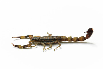 Small Scorpion on white background, poisonous sting at the end of its jointed tail, which it can hold curved over the back. Most kinds live in tropical and subtropical areas.