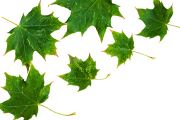 green maple leaves isolated on white background