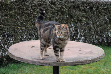 chat sur la table © Virginie