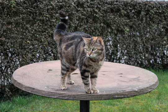 chat sur la table