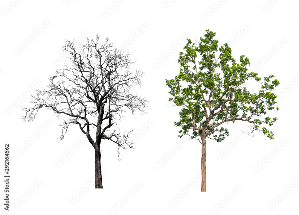 Poster isolated tree collection on white backdrop