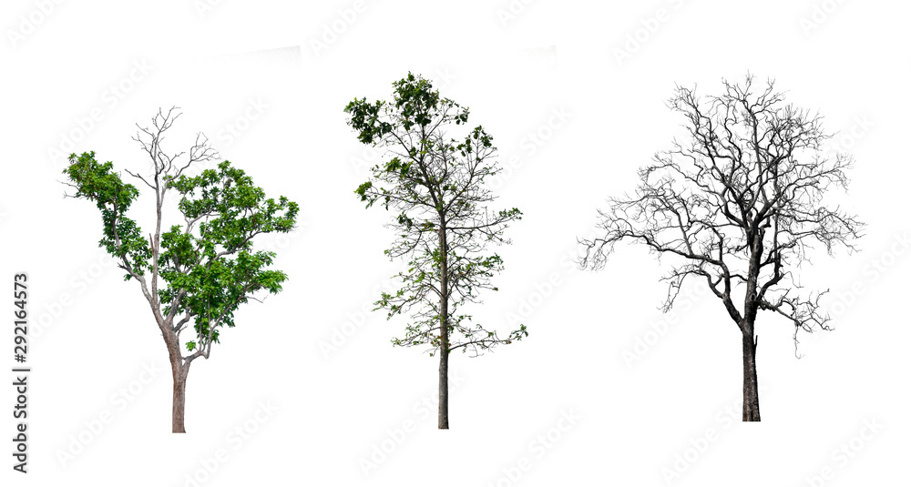 Poster isolated tree collection on white backdrop