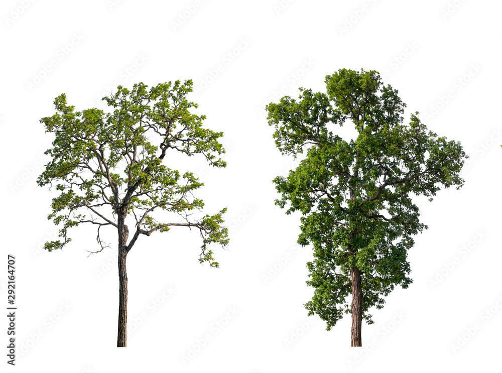 Poster isolated tree collection on white backdrop