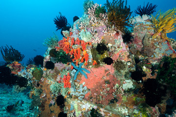 Fototapeta na wymiar Colorful reef scenic, Bangka Island Sulawesi Indonesia