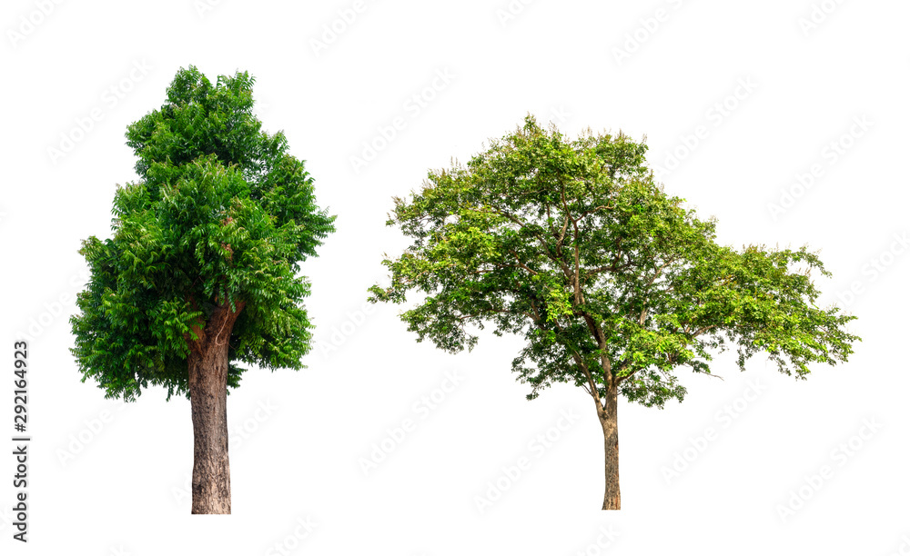 Poster isolated tree collection on white backdrop