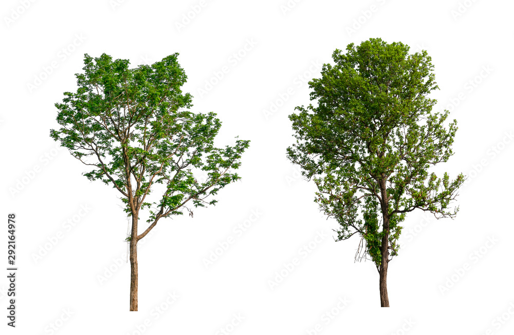 Poster isolated tree collection on white backdrop