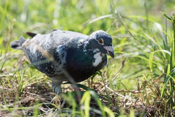 草むらを歩く鳩